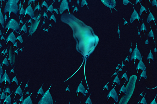 Reconstruction of Nektognathus, swimming in the Cambrian Sea